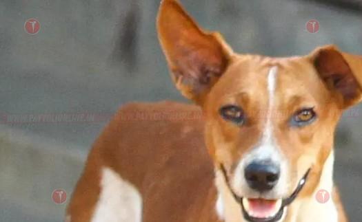 തിക്കോടിയിൽ നിരവധി പേർക്ക് തെരുവുനായയുടെ കടിയേറ്റു