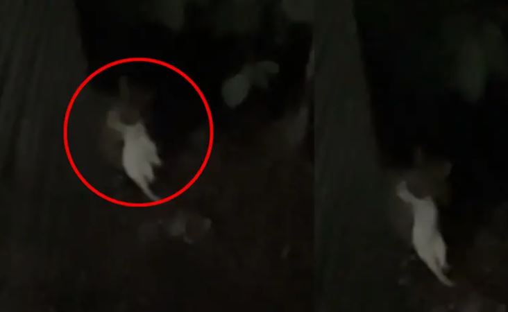 വയനാട് ജനവാസ മേഖലയിൽ പുലി